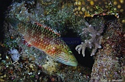 Oxycheilinus digrammus Vieille a lignes violettes-Safaga Panomara Reef N-31m-20171123-Denis-ADER-DSC_3624_tn